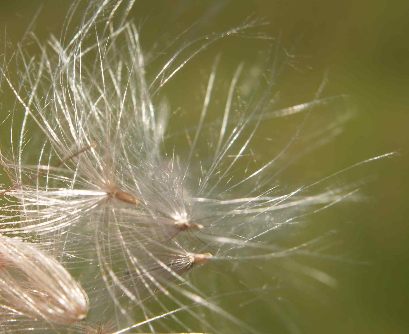 Thistle, Marsh fruit